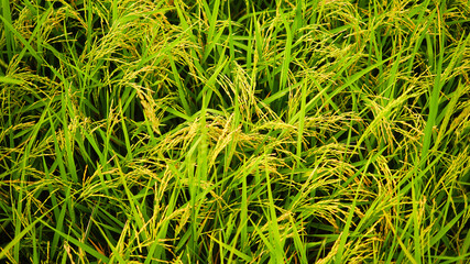 Rice close up of green grass