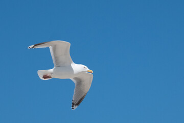 Obraz premium seagull