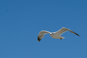 seagull