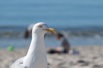 seagull