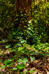 Fototapeta premium bosque otoñal con arboles y hojas secas en Italia