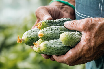 Farmer's hands with a freshly picked cucumber