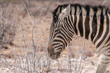 Fototapeta na wymiar walking zebra in desert