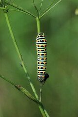 Raupe des Schwalbenschwanz