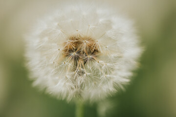 Beautiful fluffy dandelion in the open air on a blurred background, flowering dandelion