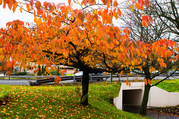 Autumn leaf color is a phenomenon that affects the normal green leaves of many deciduous trees and...