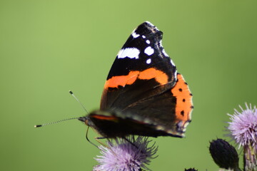 Schmetterling Admiral