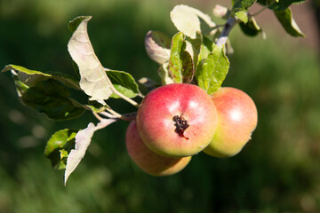 Detail of a tree branch with apples in nature