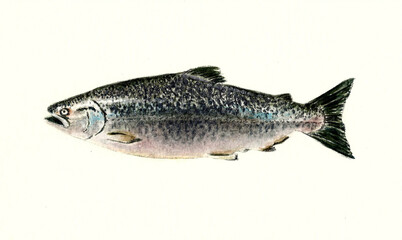Chinook Salmon
