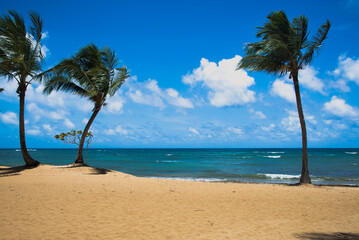 Caribbean beach scene with palm trees in the breeze