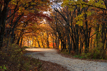 Empty road in the autumn forest among the bright falling leaves.
