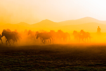Fototapeta na wymiar Spectacular view of wild horses at sunset. Everywhere dust cloud. Kayseri. Turkey.