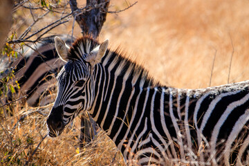 Safari in Südafrika