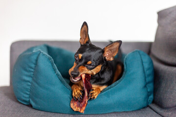 miniature pinscher small dog eating pigs ear in bed