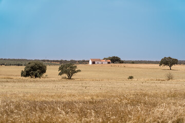 Fototapeta na wymiar Portuguese countryside at Alentejo