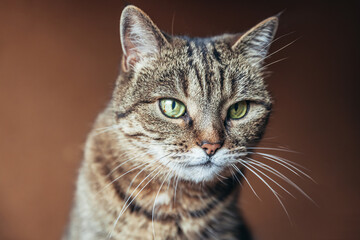 Funny portrait arrogant short-haired domestic tabby cat relaxing at home. Little kitten lovely member of family playing indoor. Pet care health and animal concept.