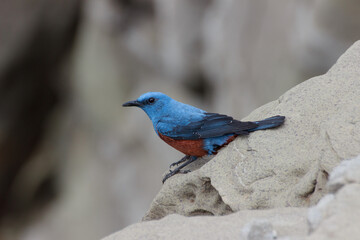 A male blue stone thrush perched on the edge of a cliff by the sea.