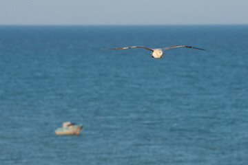 A large seagull flies over the sea. Seascape with a seagull and a boat on the horizon.