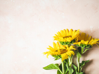 Flat lay of yellow sunflower flowers on a pink background. Top view. Nature, spring and summer concept. Copy space