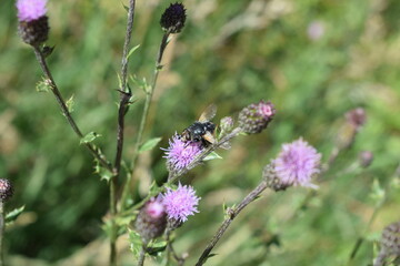 Wespe auf lila Distelblüte