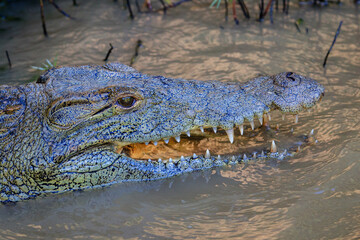 Krokodil