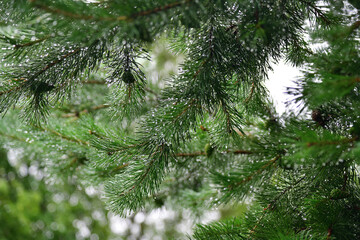 Pine branch after summer rain covered with water drops on blurred background