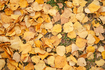 Yellow leaves on the dry grass. Autumn background