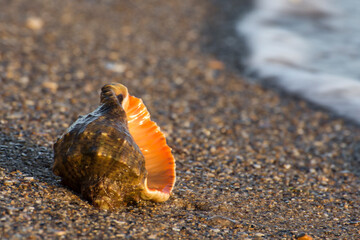Shell of a rapana on the sea shore, washed by the waves of the surf. Sea clams for food. Close-up photo.