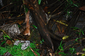 El Yunque Regenwald, Puerto Rico