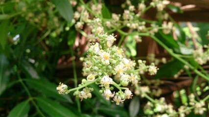 Small flowers on the tree