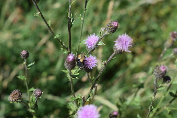 Wespe auf lila Distelblüte
