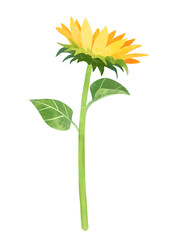 Sunflower plant with stalk and leaves clipart, hand drawn watercolor stock illustration. Single yellow flower isolated clip art.