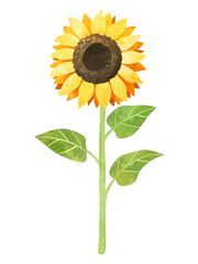 Sunflower plant with stalk and leaves clipart, hand drawn watercolor stock illustration. Round yellow flower clip art.