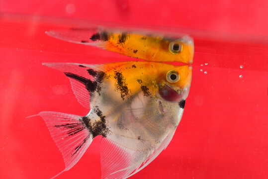 close up of orage anglefish