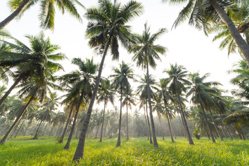 Obraz premium coconut palm trees