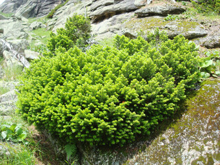 green mountain bush growing on stone   
