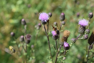 Wespe auf lila Distelblüte