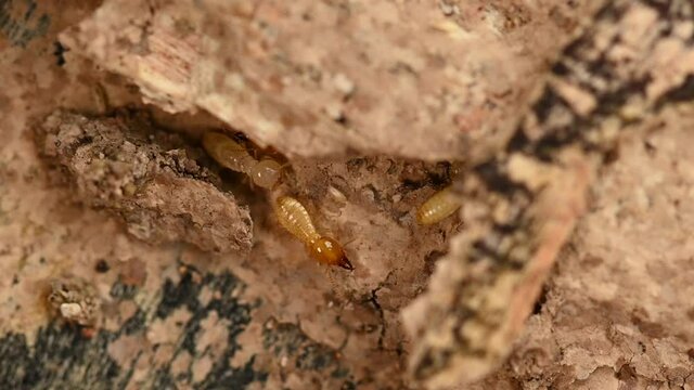 small termite on timber. The termite on the ground is searching for food to feed the larvae in the cavity.