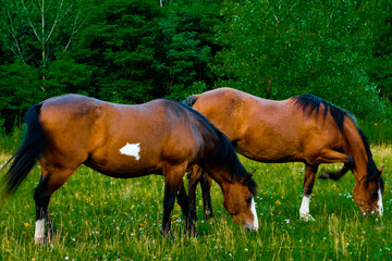 horses in a medium