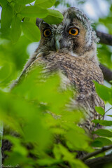 Long-eared owl sitting among the leaves