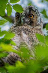 Long-eared owl sitting among the tree branches
