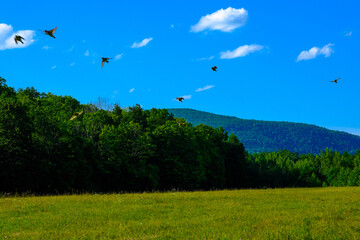 flight over the field