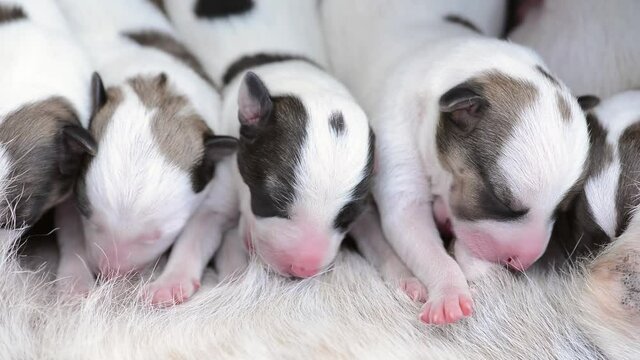 cute black and white color of puppies eating some milk from their mother dog.