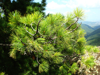 A beautiful shot of a top part of a pine tree on a mountain landscape background 