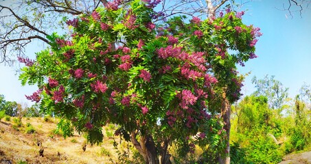 Flores