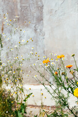 Nature in the city, summer flowers on the light gray background of old plaster house, summer aesthetic photo
