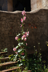 Summer flowers on the light gray background of old plaster house, summer aesthetic photo