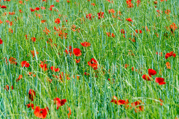 Fototapeta premium champs de coquelicots