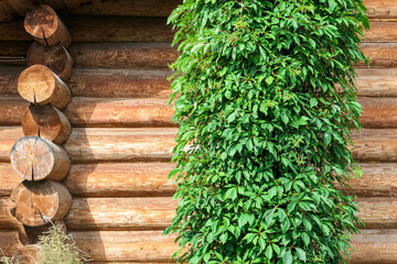 Wooden house with green creeping plant