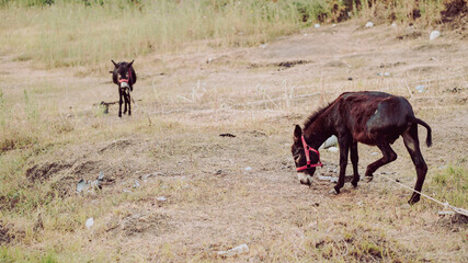 Donkeys grazing in meadow. Tethered animals walking on ground in cloudy weather.